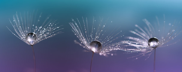 Wall Mural - drops on dandelion seeds. three beautiful macro dandelions.