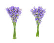 Two bouquets of lavender flower isolated on white background 