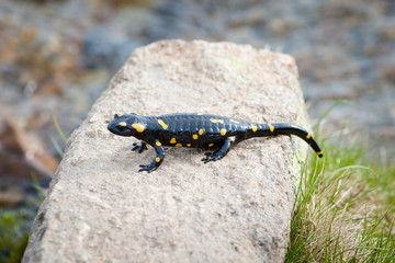 Salamandra