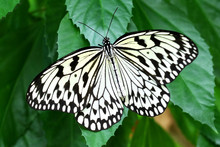 Butterfly Paper Kite Idea Leuconoe Insect