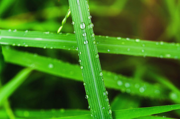 Wall Mural - closeup green leaf with water drops after rain