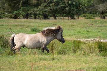 Wall Mural - Konik auf der Weide