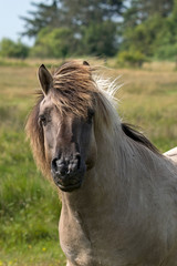 Wall Mural - Konik Portrait