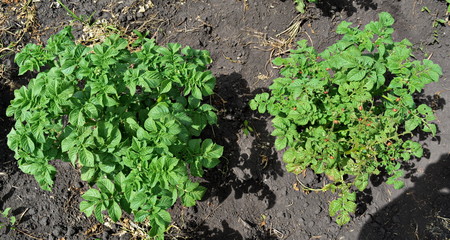 compare effect two bushes of potatoes infected with the Colorado beetle and healthy