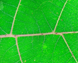 leaf texture