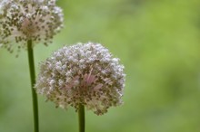 Two Wild Giant Onion Stalks With Pink Flowers/seeds On The Natural Green Background. Art/decorative Horizontal Photo.