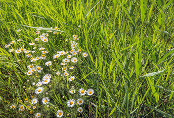 Sticker - Lush flowering and spicy fragrant wild chamomile plants between grasses and reed plants