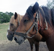 dwa brązowe konie