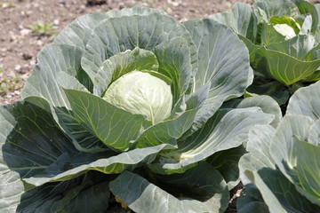 A cauliflower plant opens the leaves in the garden