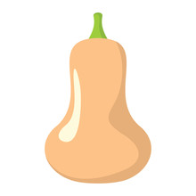 Squash Icon In Cartoon Flat Style Isolated Object Vegetable Organic Eco Bio Product From The Farm Vector Illustration. Squash Object For Vegetarian Design