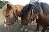 Fototapeta  - dwa silne konie na łące