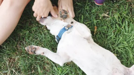 Wall Mural - Crop woman playing with dog on green grass of meadow.