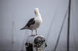 Gull Monterey
