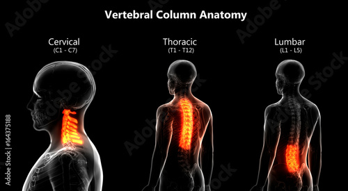 Cuadros en Lienzo Human Skeleton Vertebral Column Anatomy (Cervical, Thoracic, Lumbar Vertebrae)