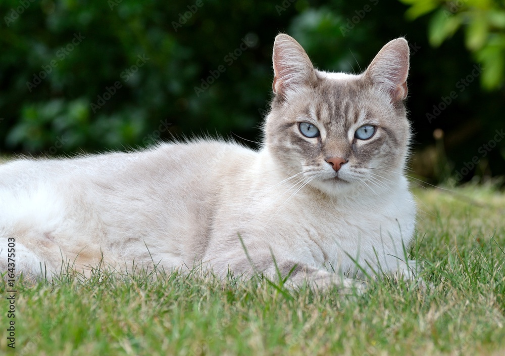 Photo Art Print Chat Blanc Au Yeux Bleus Europosters