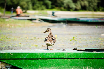 Wall Mural - Ducks on the lake