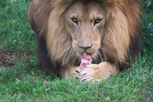 Lion Eats A Bone