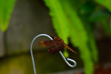 Wall Mural - dragonfly on blurry background