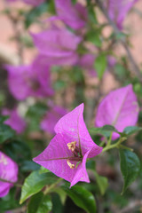 Wall Mural - Pianta di grano saraceno con fiori rosa