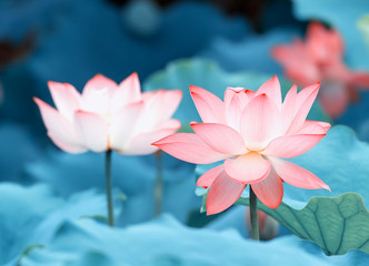 Lotus flower in pond