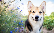 Happy And Active Purebred Welsh Corgi Dog Outdoors In The Flowers On A Sunny Summer Day.