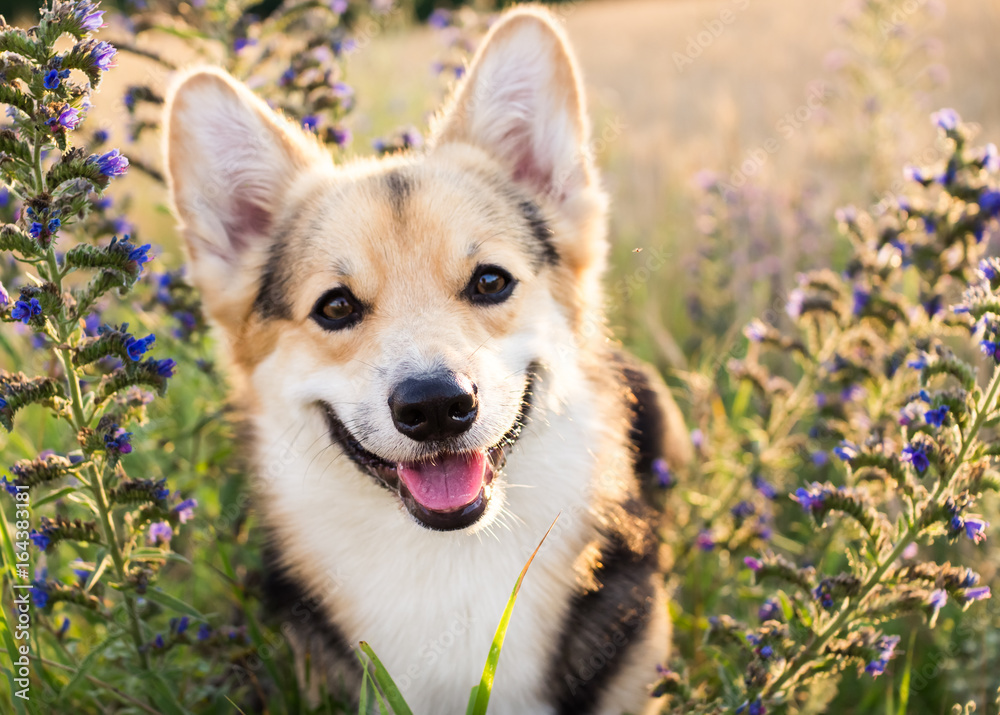 Happy and active purebred Welsh Corgi dog outdoors in the flowers on a sunny summer day. - obrazy, fototapety, plakaty 