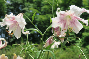 Lilium 2