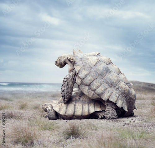 Plakat gigantyczne żółwie Galapagos