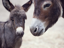 Baby Donkey Mule With Its Mother