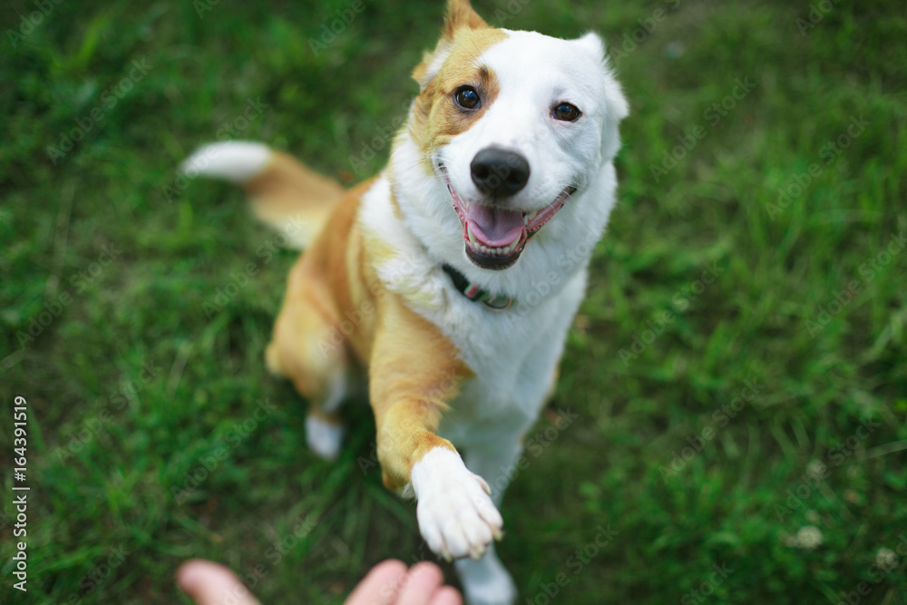 Friendly smart dog giving his paw close up - obrazy, fototapety, plakaty 