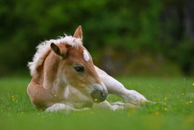 Young Cute Foal Outdoor