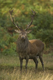 Fototapeta Sawanna - European Red Deer (Cervus elaphus). Autumn, England