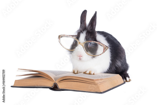 Zdjęcie XXL Mały królik czyta książkę odizolowywającą na bielu z szkłami
