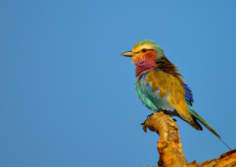 Wall Mural - Lilac breasted roller