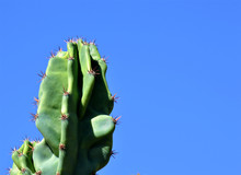 Towering Green Cactus Against The Blue Sky