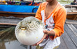 inflated puffer fish on hand,fish show