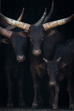 Close-up Of Three Ankole-Watusi Cattle In Shed