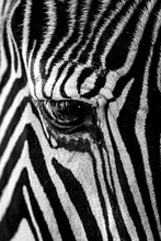 Mono Close-up Of Grevy Zebra Staring Down
