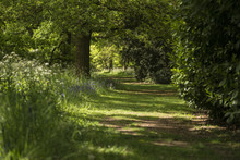 Lovely Shallow Depth Of Field Fresh Landscape Of English Forest And Countryside In Spring Sunshine