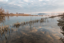A Lake Shore At Sunset, With Beautiful Sky And Clouds Reflections And A Line Of Reeds Diagonally Dividing The Frame