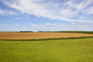 Wall Mural - grazing hereford cows