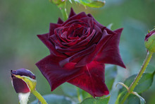 Dark Burgundy Rose On The Flowerbed Closeup