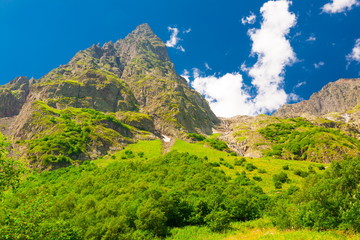 Wall Mural - Mountain summer. Sunny day. Green forest and meadow