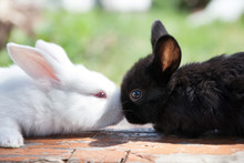 Two Fluffy Black White Rabbits. Easter Bunny Concept. Close-up, Shallow Depth Of Field, Selective Focus
