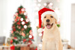 © Africa Studio - Cute puppy in Santa hat and blurred living room decorated for Christmas on background