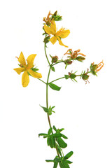 Wall Mural - Echtes Johanniskraut (Hypericum perforatum) blühende Pflanze freigestellt vor weißem Hintergrund