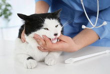 Veterinarian Examining Cat's Teeth In Animal Clinic