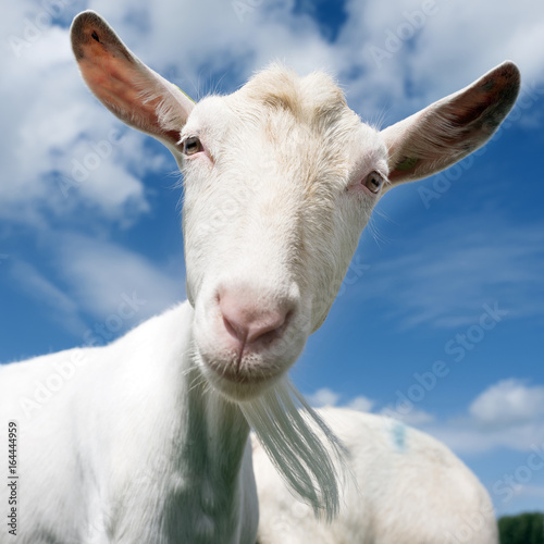 Fotografia  white goat head against blue sky