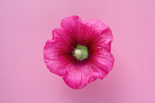 Isolated Red Flower Hollyhock On Pink Background. Top View. Flat Lay Concept. 
