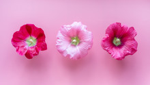 Isolated Hollyhock Flowers On Pink Backdrop. Top View. Romantic Concept.